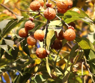 Organic soapberries from Nepal displayed in a bowl and scattered on a natural fabric surface. These dried, brown berries are eco-friendly and rich in natural saponin, used as a sustainable alternative to chemical detergents for laundry, cleaning, and skincare. A zero-waste, biodegradable cleaning solution from the Himalayas.