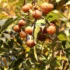 Organic soapberries from Nepal displayed in a bowl and scattered on a natural fabric surface. These dried, brown berries are eco-friendly and rich in natural saponin, used as a sustainable alternative to chemical detergents for laundry, cleaning, and skincare. A zero-waste, biodegradable cleaning solution from the Himalayas.