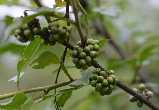 Spices and Seasoning