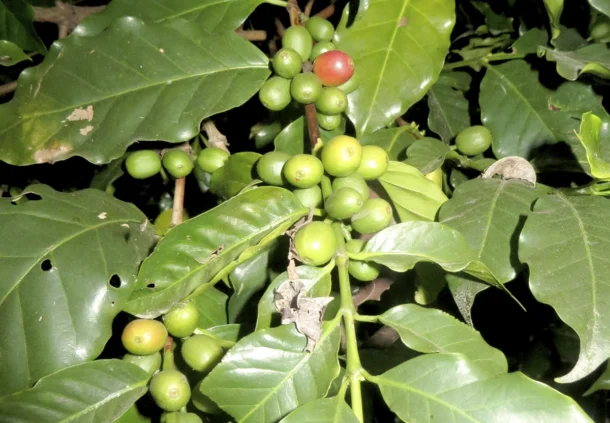 Arabica Coffee Fruit
