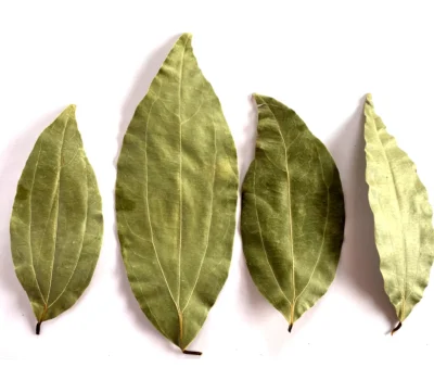 Organic bay leaves dried for cooking
