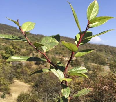 Wintergreen plant branch