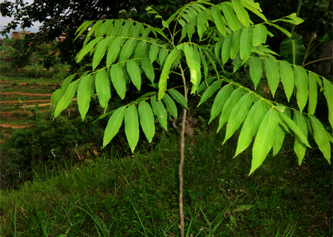 Environmental Impact