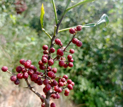 Timut Peppercorn Fruiting