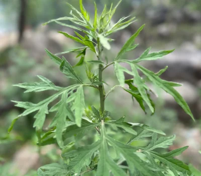 Artemisia Oil – Pure Himalayan Extract