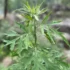 Artemisia Oil – Pure Himalayan Extract
