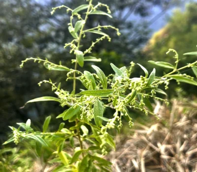 Artemisia Plants