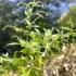 Artemisia Plants