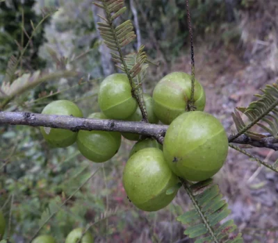 Dried gooseberry