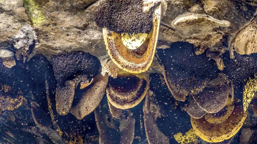 Mad Honey hive in cliff
