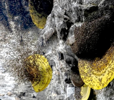 Mad Honey hunting