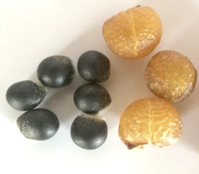 Soapberries Seeds with shells
