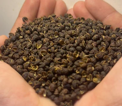 Timut Pepper – Himalayan Citrus Spice