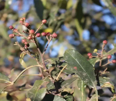 Timur Berry Fruit