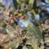 Timur Berry Fruit