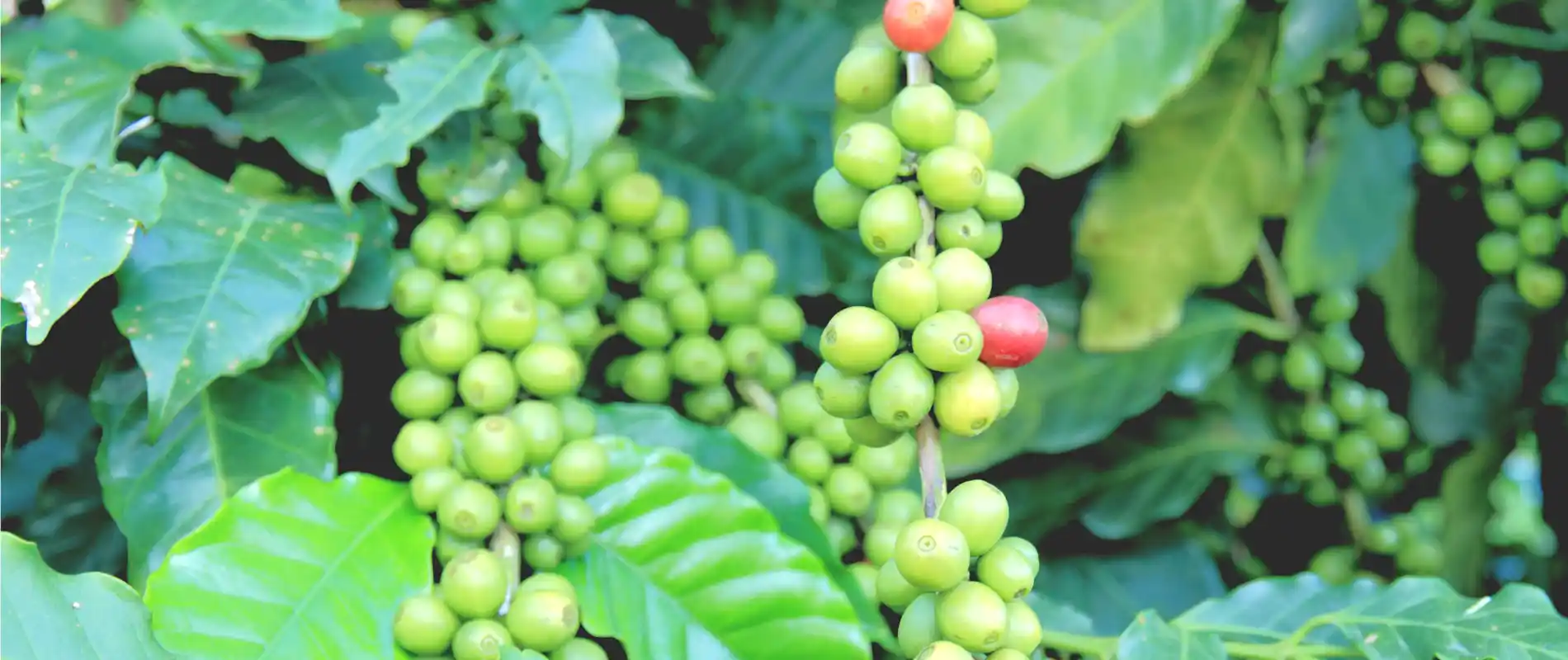 Premium Nepalese Arabica coffee green beans – high-altitude, hand-picked, specialty-grade unroasted beans from the Himalayas