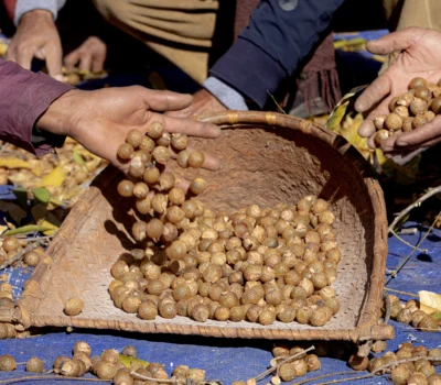 Soapberries Fruits