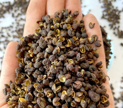 Dried wild Timur (Timut) peppercorns from Nepal with citrus aroma premium quality