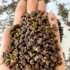 Dried wild Timur (Timut) peppercorns from Nepal with citrus aroma premium quality