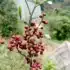 Timut Peppercorn