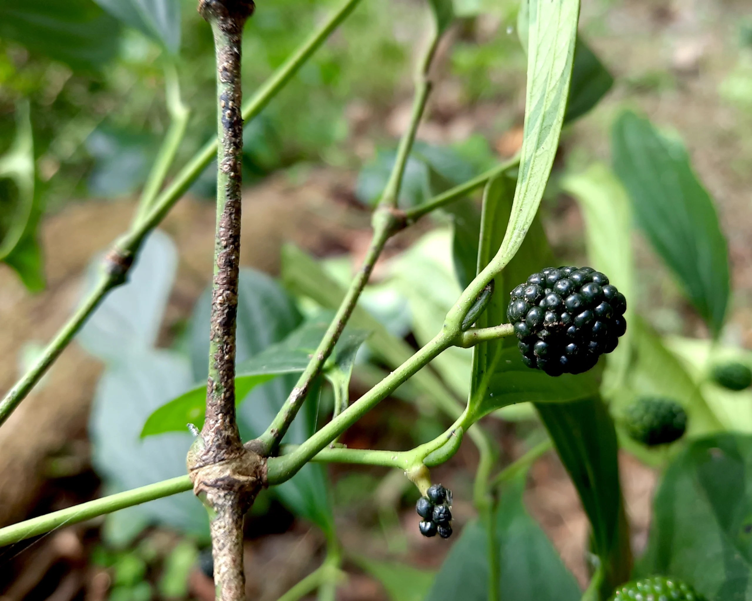 Trusted supplier of Himalayan Assam Pepper for Europe and beyond.
