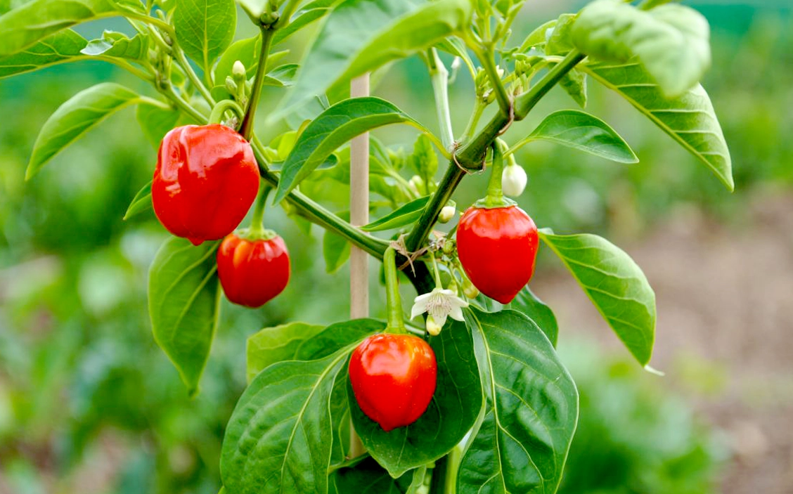 Nepal’s indigenous Akabare chili spice.