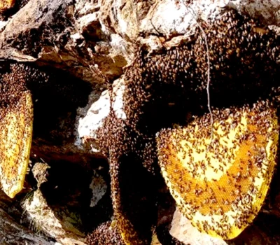 Himalayan cliffs where Mad Honey is harvested
