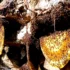 Himalayan cliffs where Mad Honey is harvested