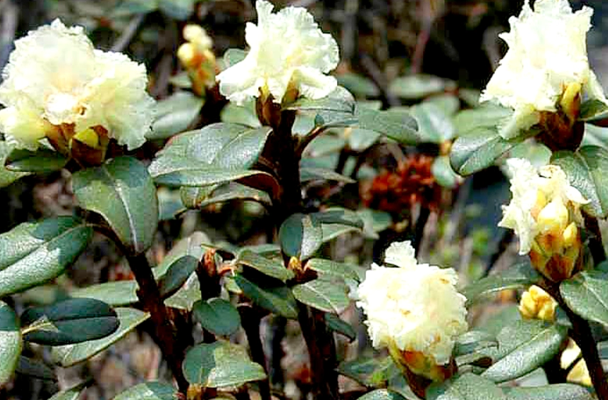 Traditional harvest of Mad Honey from rhododendron cliffs.