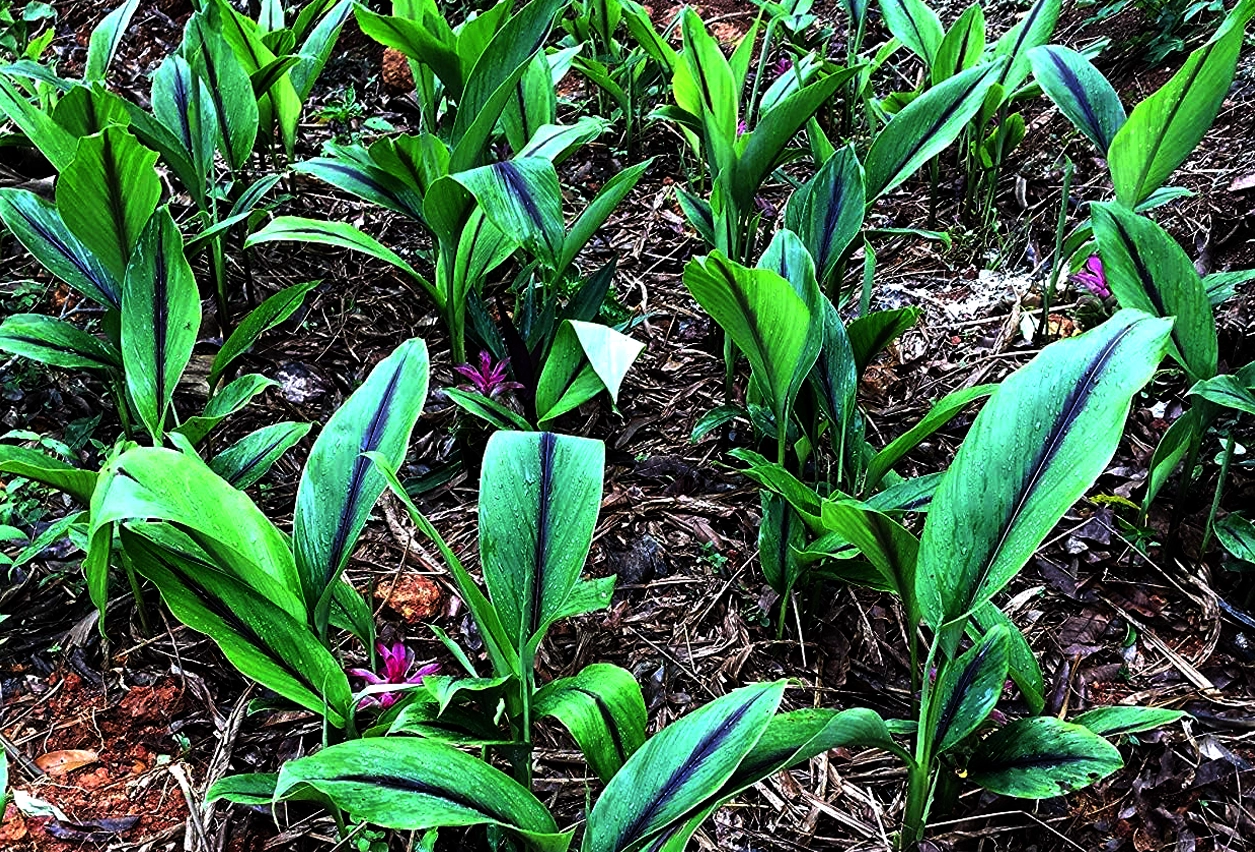 Rare Himalayan Black Turmeric root for wellness and heritage