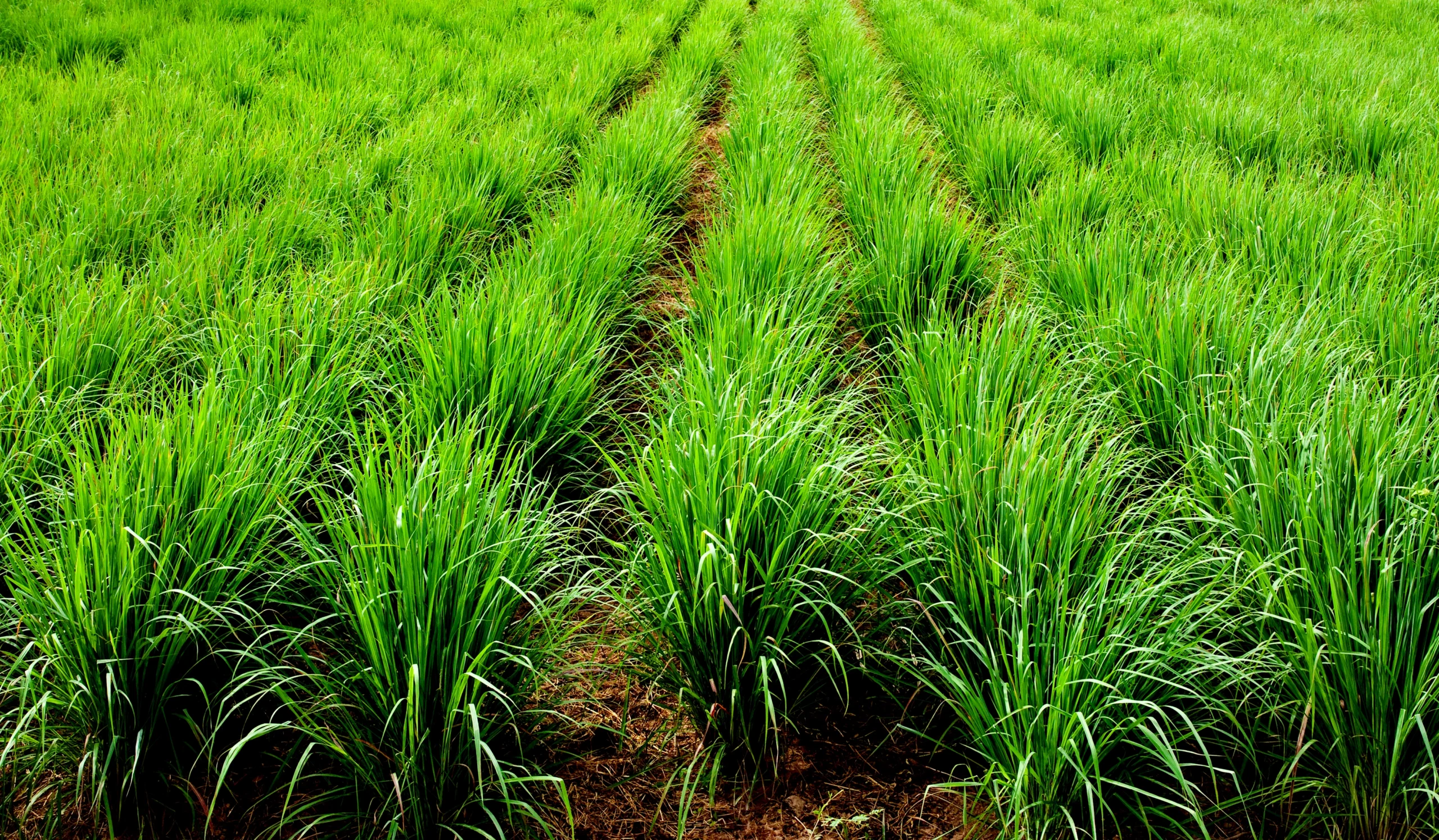 Fresh citronella plant leaves symbolizing natural essential oil extraction.