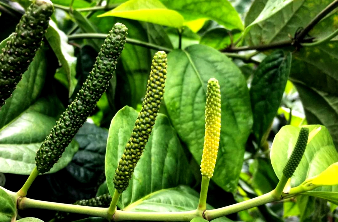 Piper peepuloides plant with fruiting spikes.