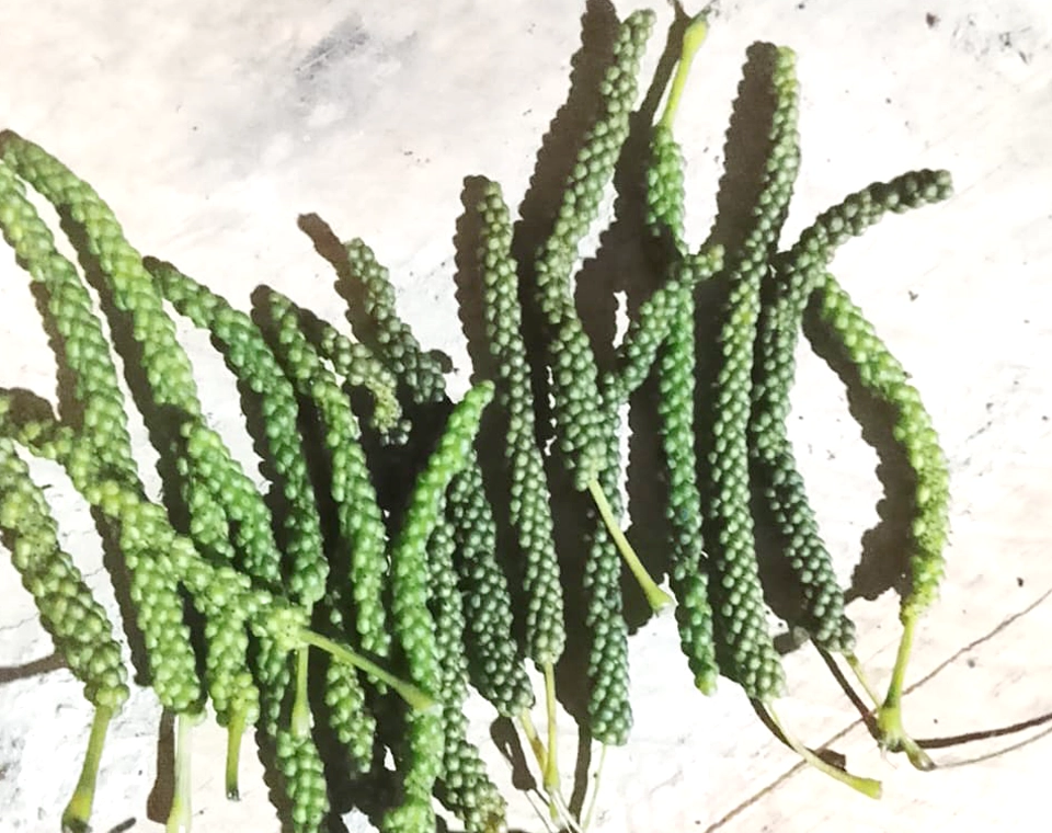 Organic Piper peepuloides long pepper fruits