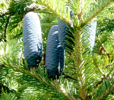 Pure organic Silver Fir essential oil for wellness