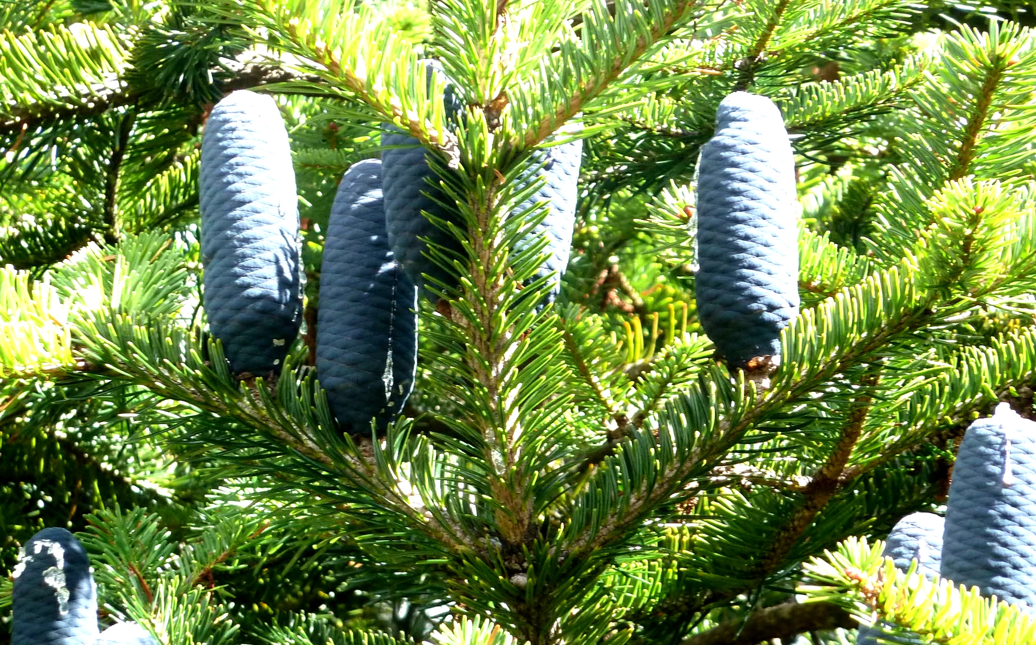 Organic Himalayan Silver Fir oil by National Organics